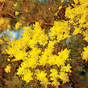 Snowy River wattle