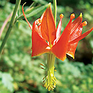 serpentine columbine