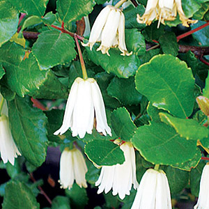 Chilean lily-of-the-valley tree