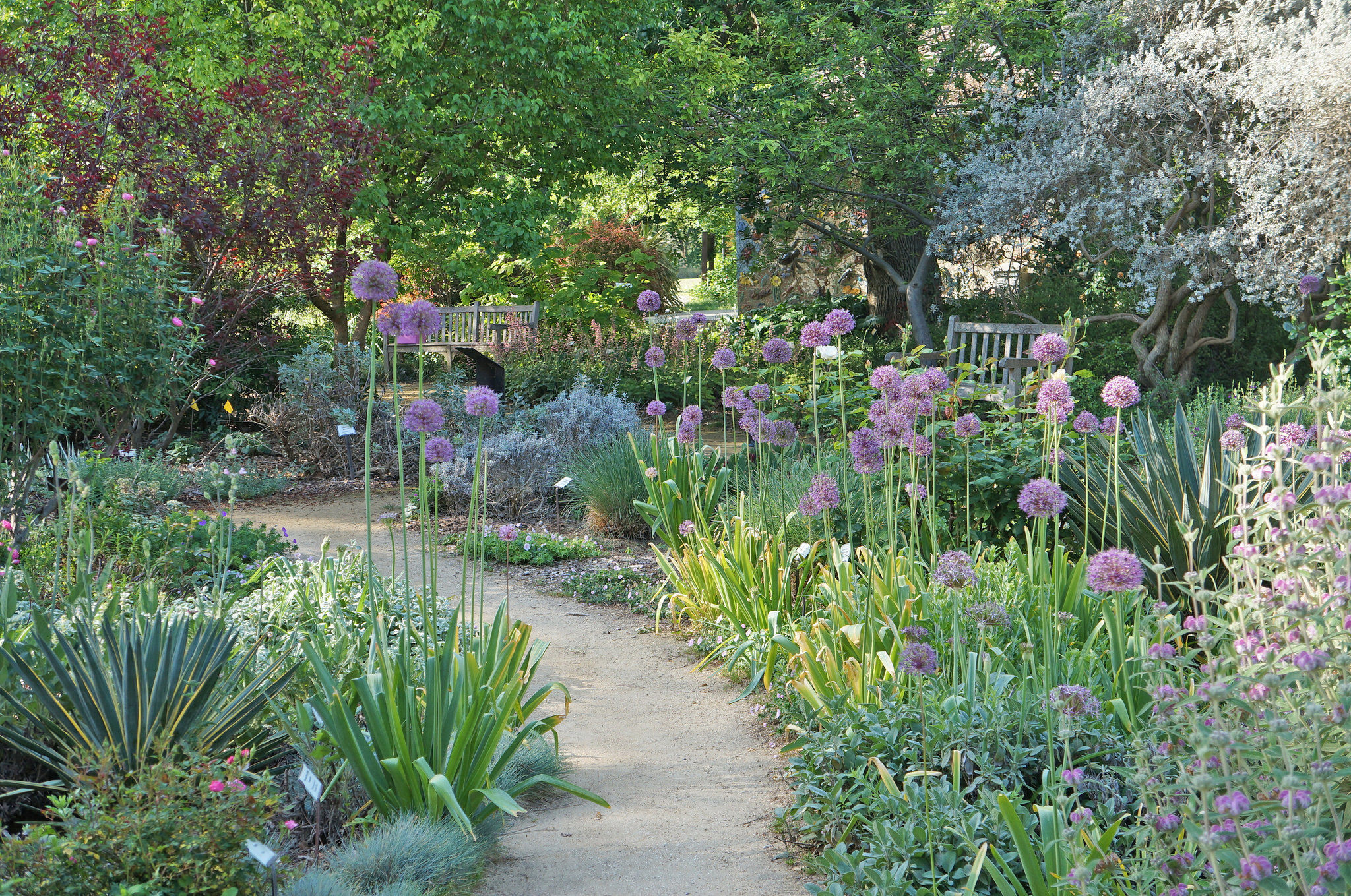 Image of the UC Davis Arboretum Ruth Risdon Storer Garden in spring with giant purple alliums blooming.