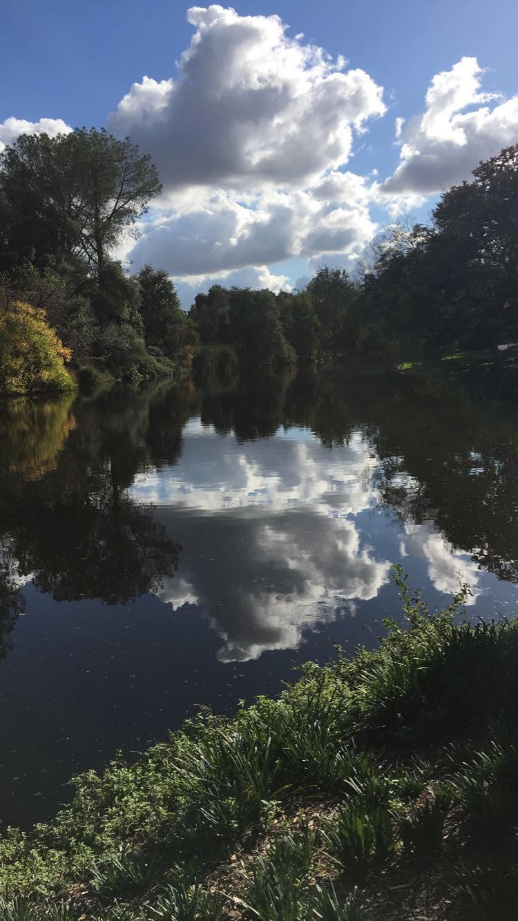 Clouds and trees reflected in the water at the Arboretum.