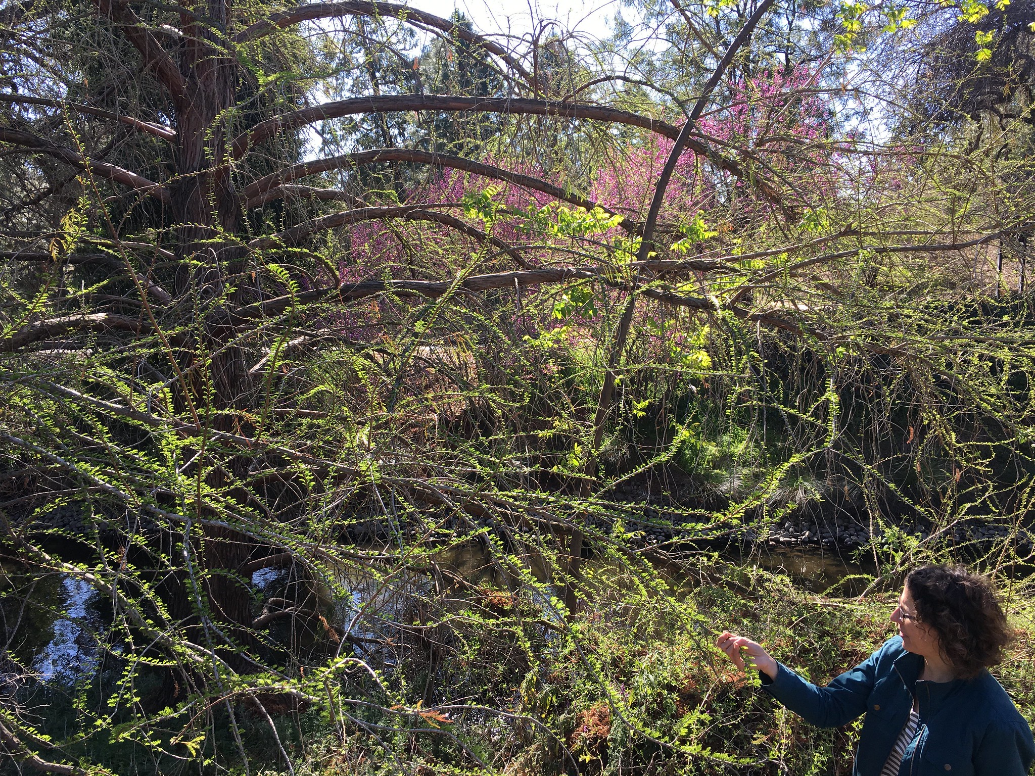 Emily Griswold in the Arboretum and Public Garden