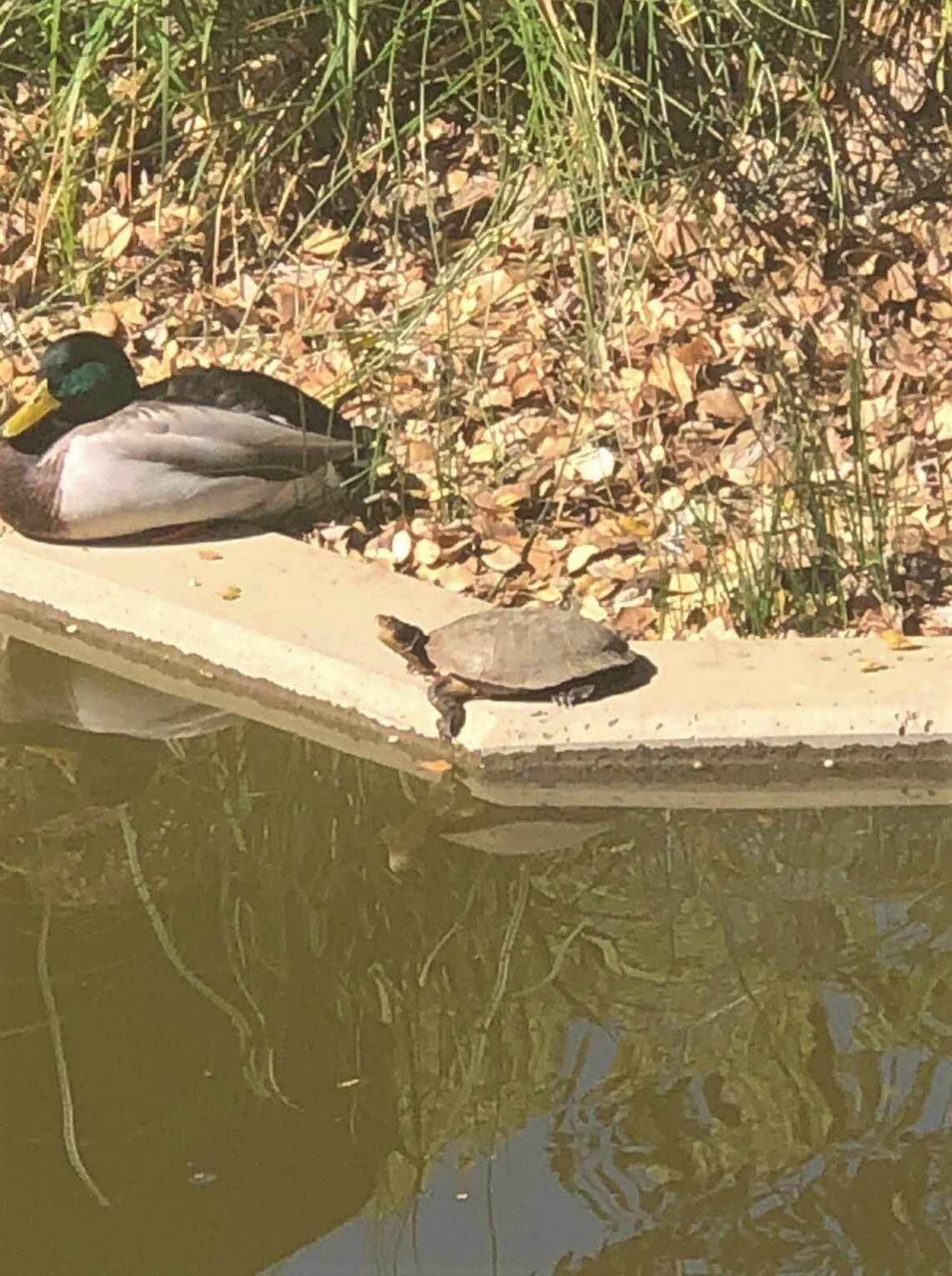 A duck and a turtle sit by the water