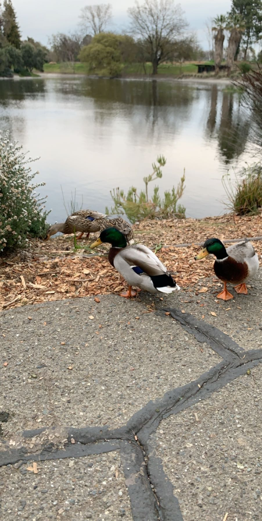 Ducks in the Arboretum