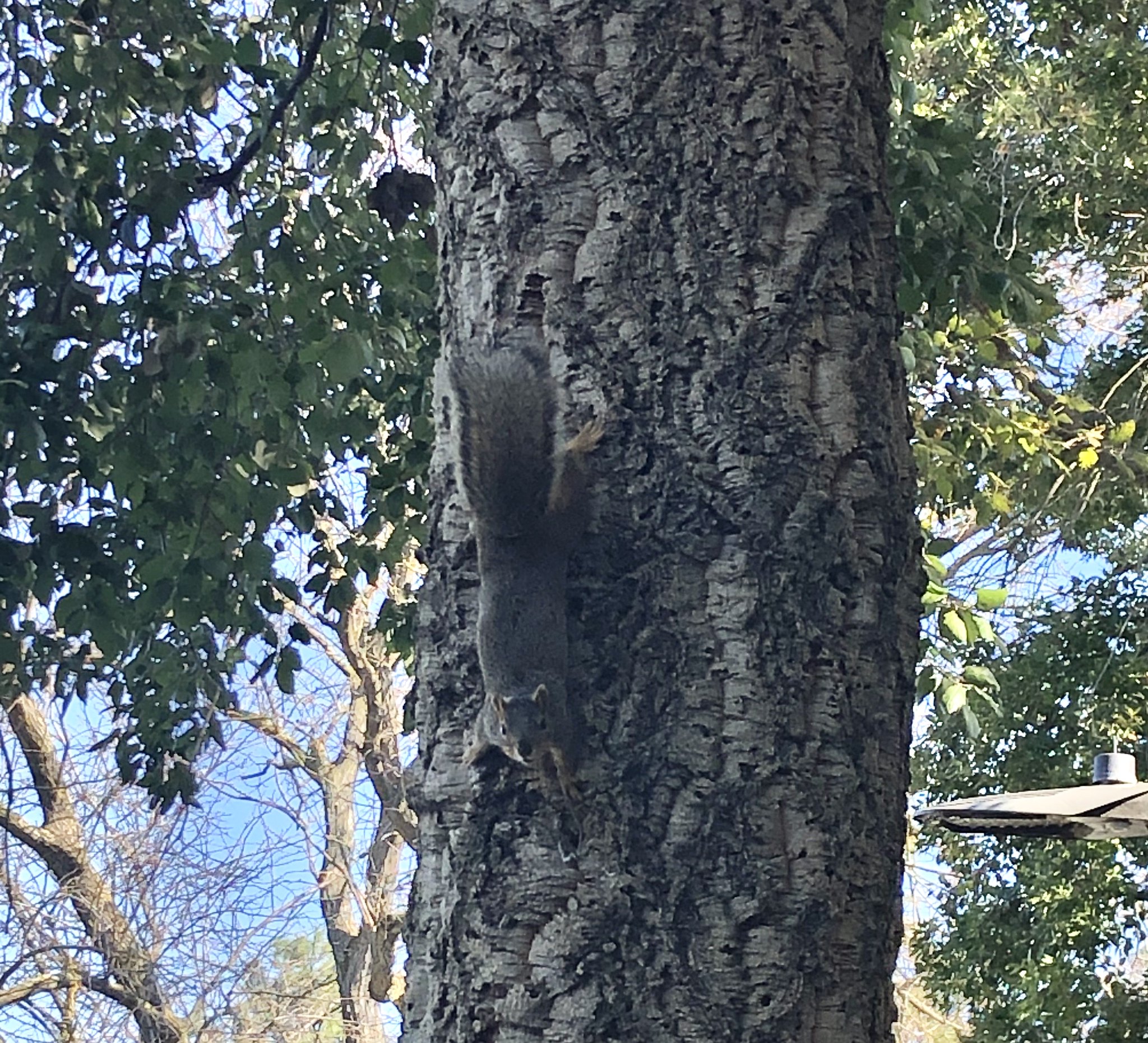 Squirrel on a tree looking at the camera