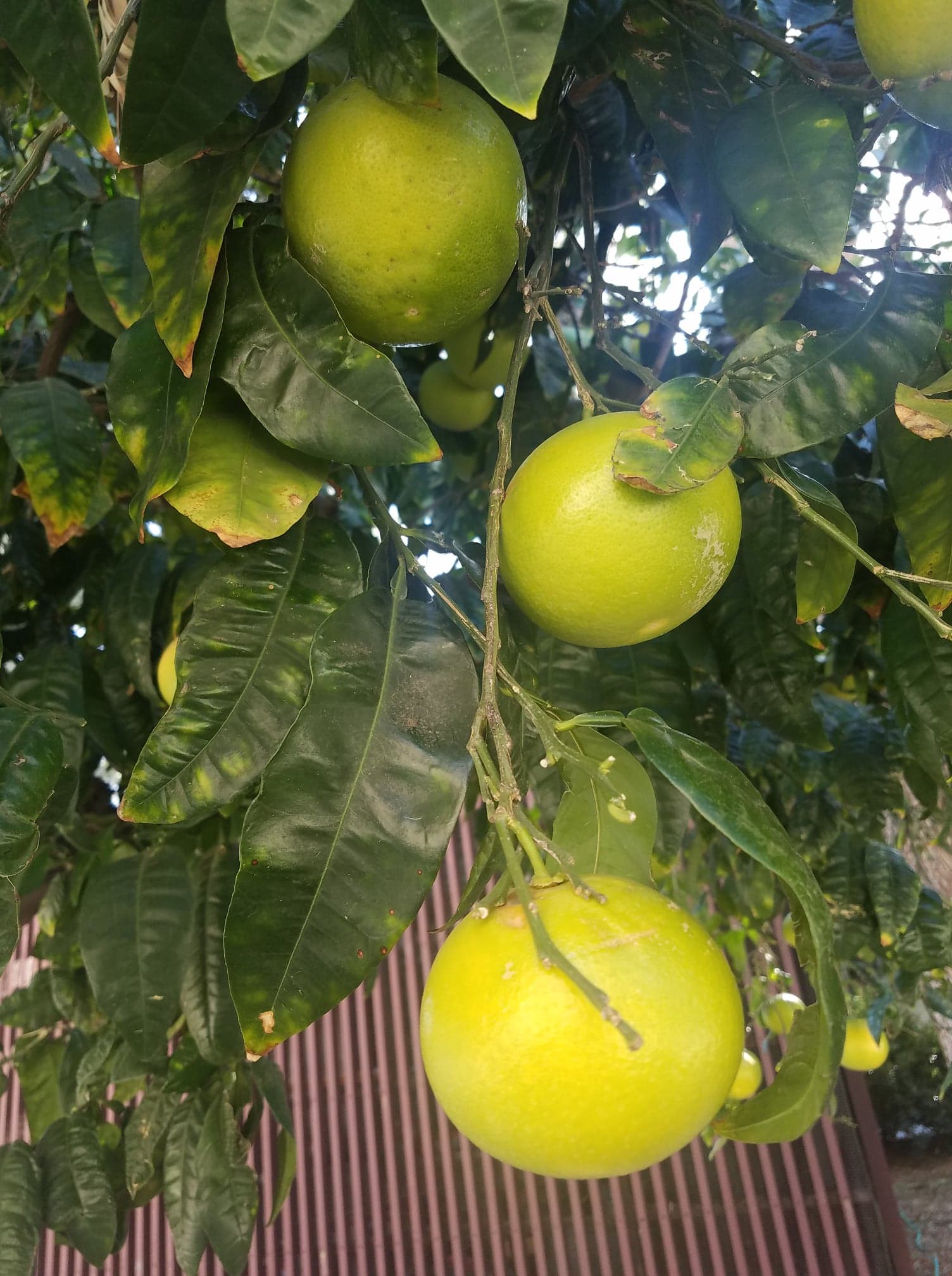 Grapefruit on tree