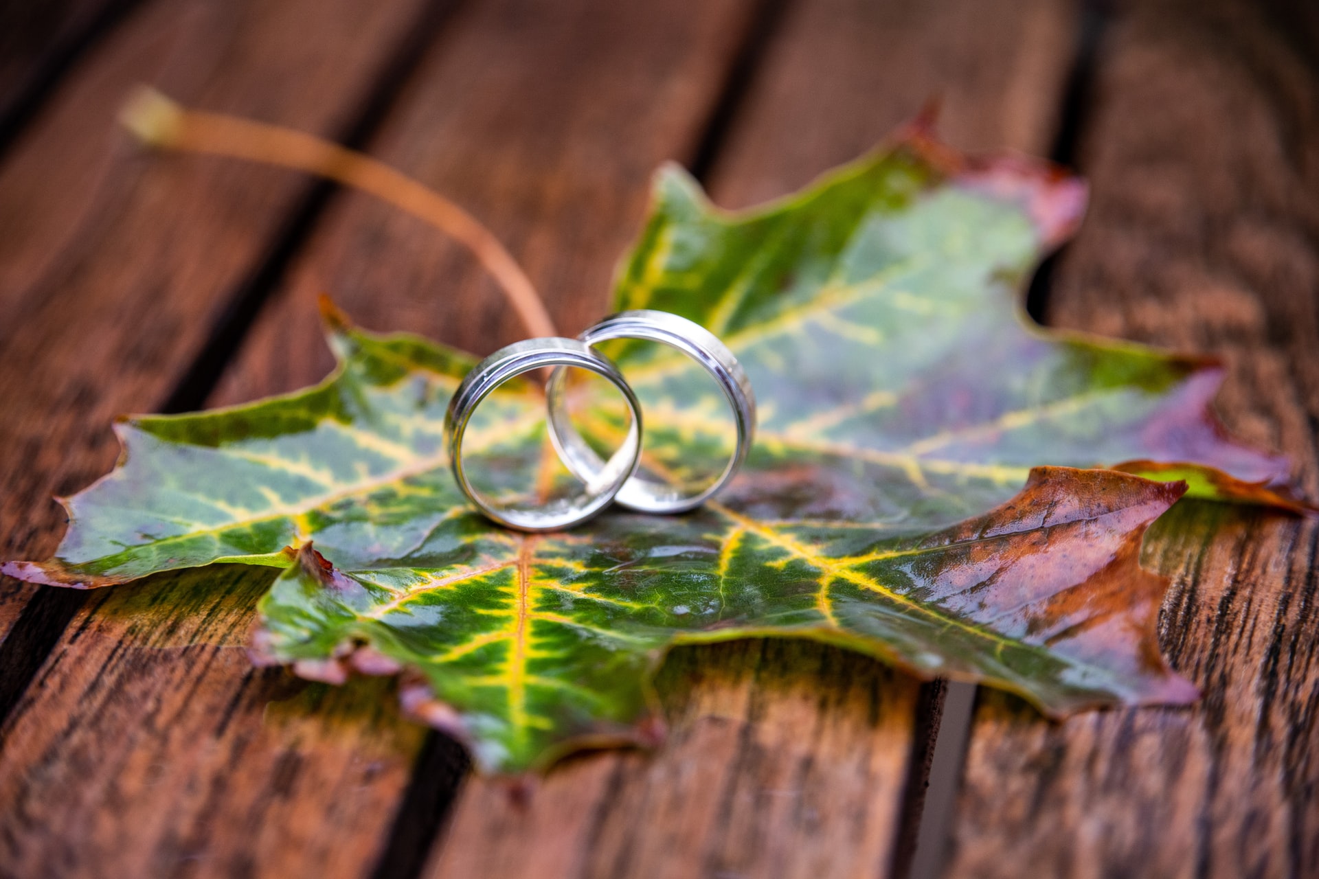 Two wedding rings on a leaf