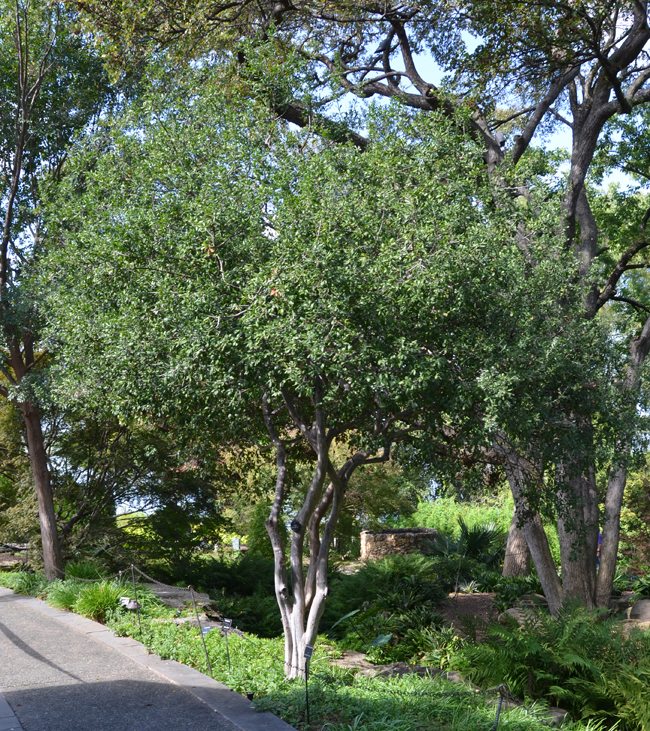 Photo of Diospyros texana.