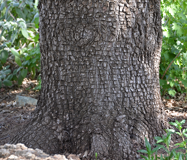 Photo of Juniperus deppeana. Photo of Juniperus deppeana.