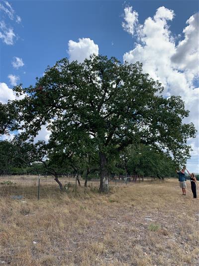 Photo of Quercus stellata.
