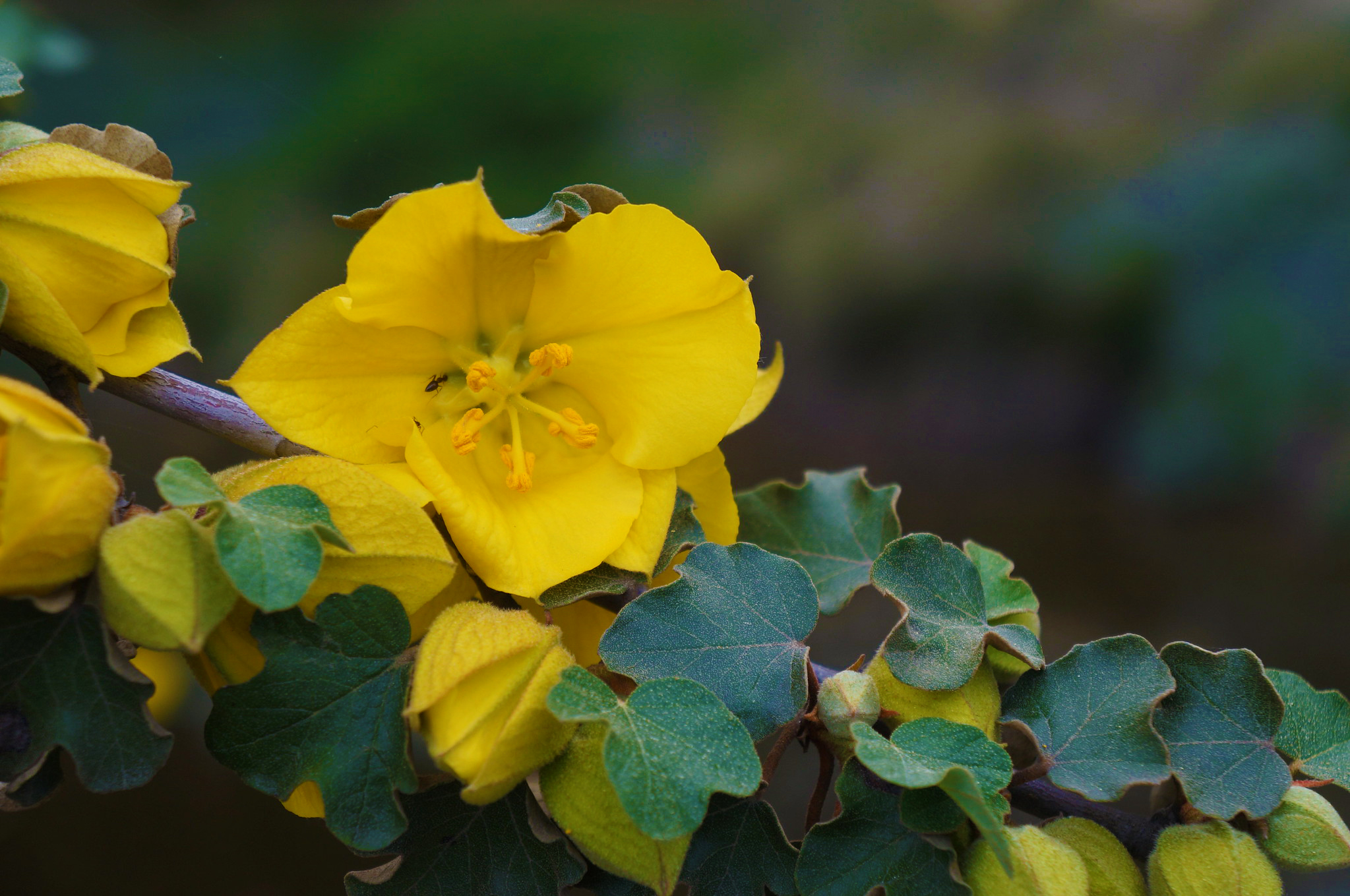 Fremontodendron