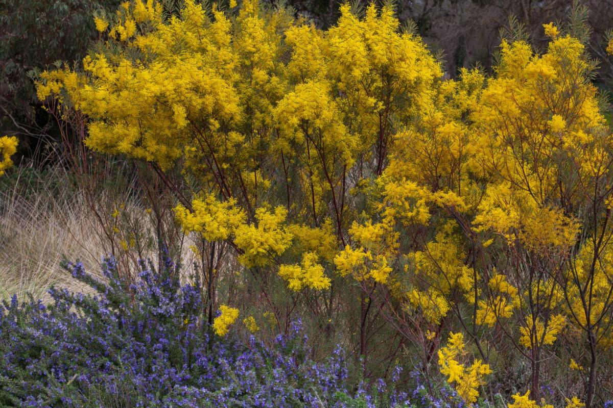 Snowy River wattle