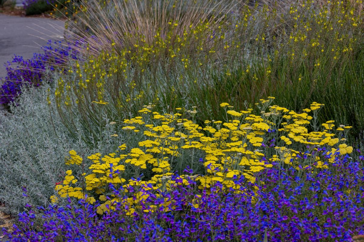 Moonshine yarrow.