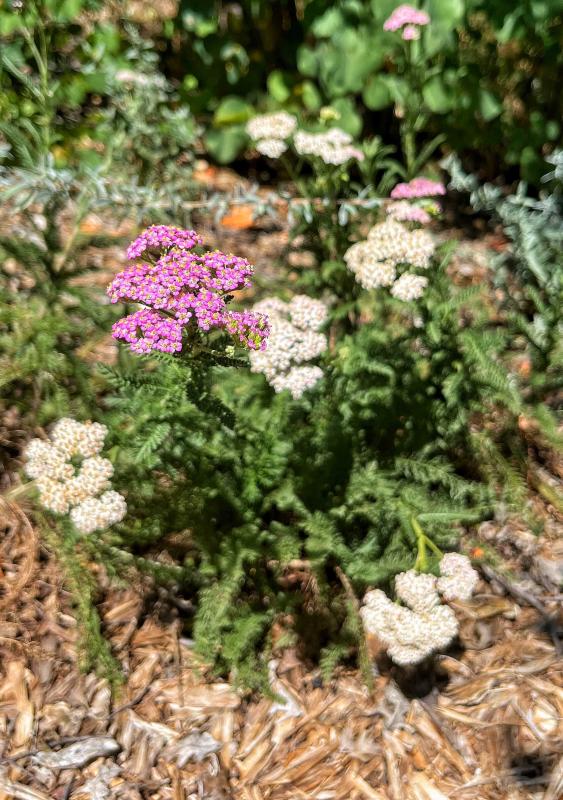 Island Pink yarrow.