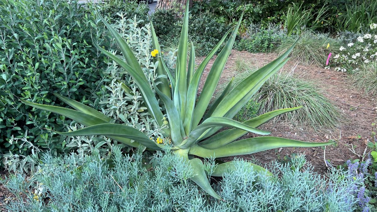 octopus agave.