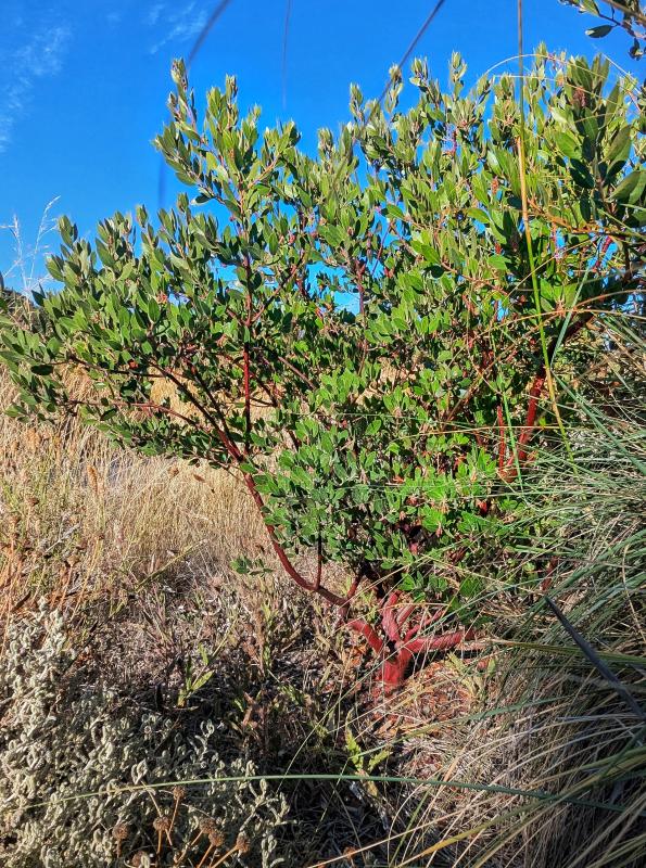 Sentinel manzanita.