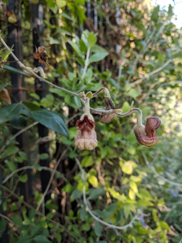California pipevine