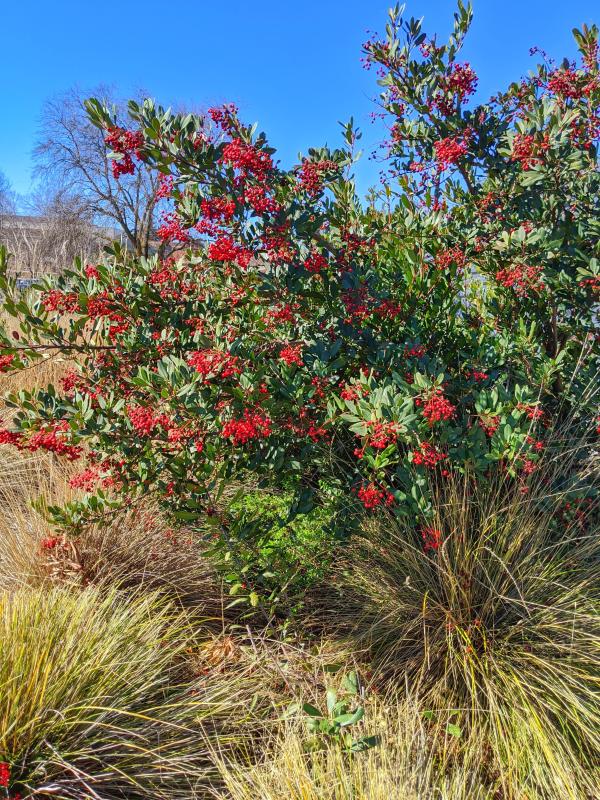 toyon.