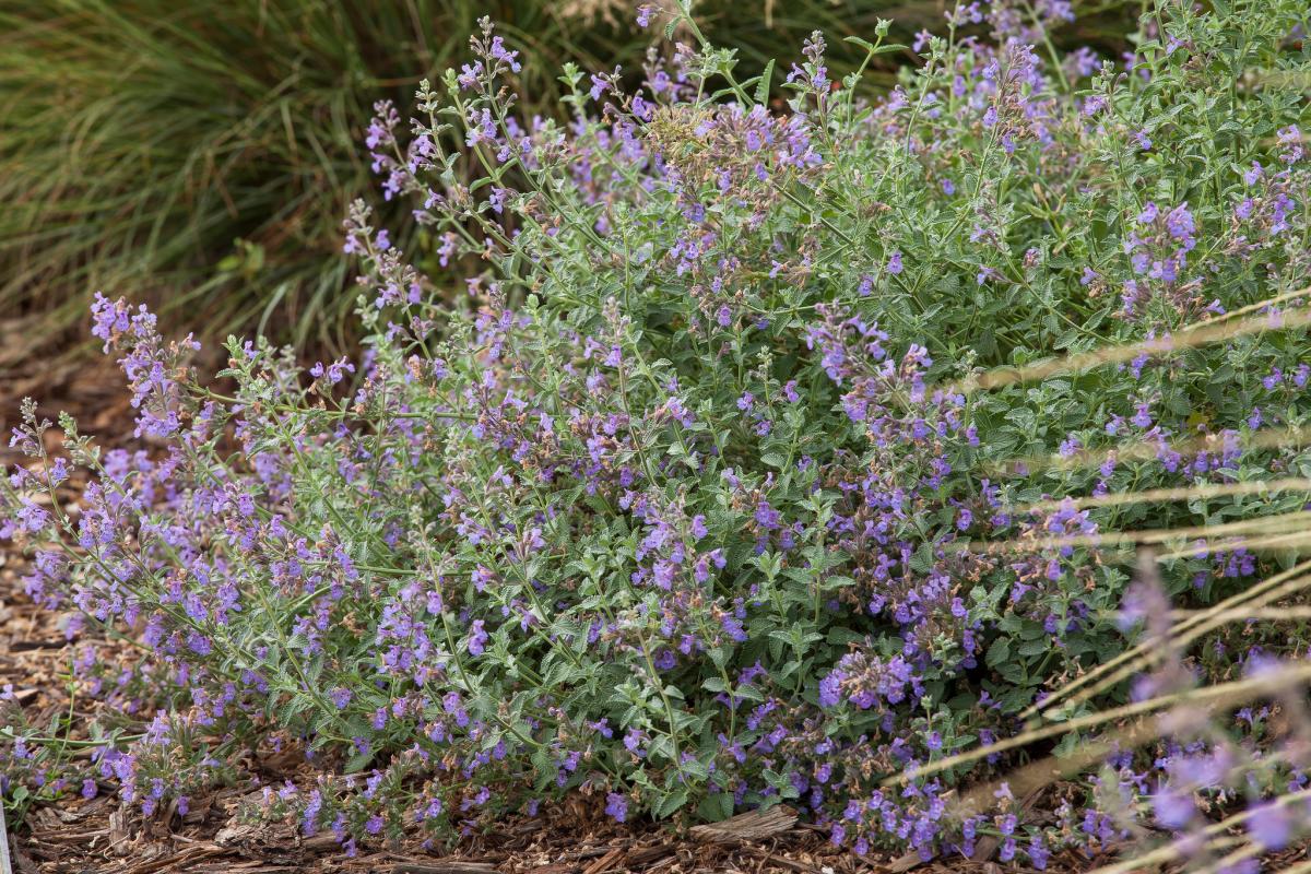 hybrid catmint.