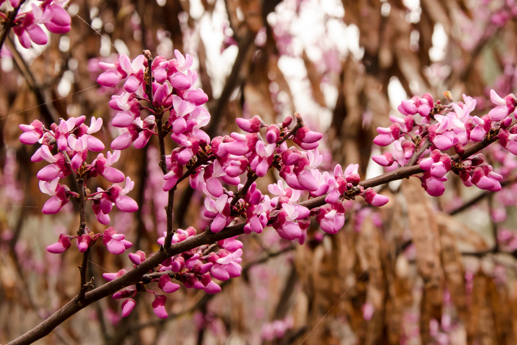 Redbud Circle