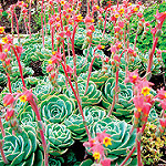 Image of UC Davis Arboretum All-Star plant, echeveria, hen and chicks.