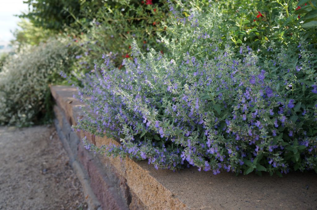 Lavendar plants