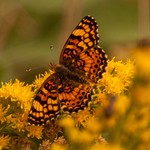 Image of butterfly.