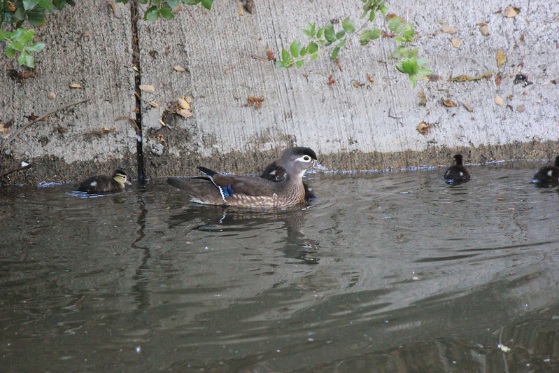 Wood duck