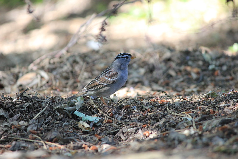 White-crowned sparrow