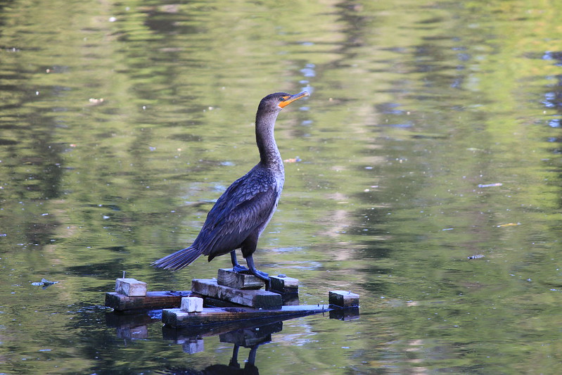 double crested cormorant