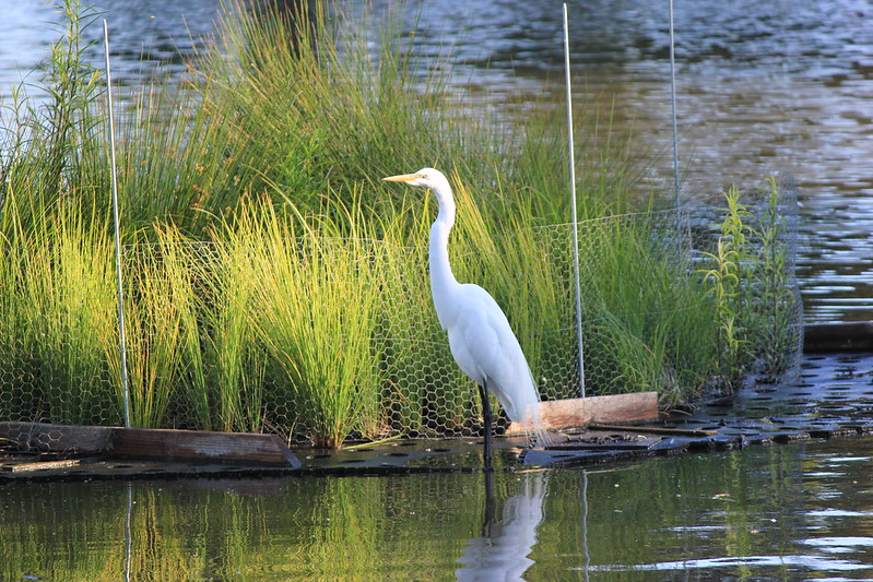 Great egret