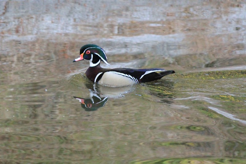 Wood duck