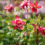 Image of columbine flower.