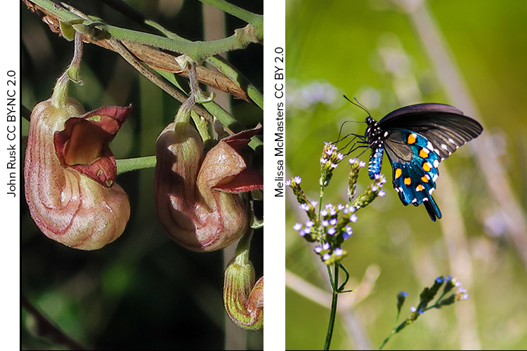 California Pipevine