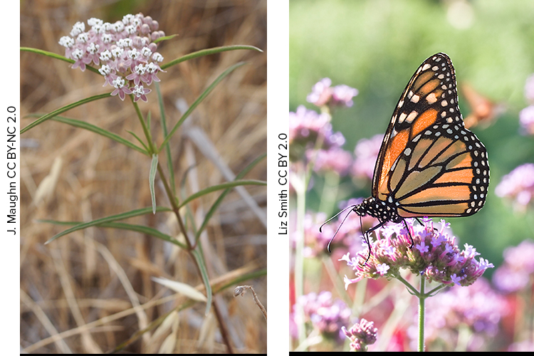 Narrowleaf Milkweed