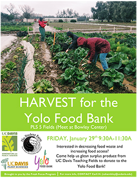 Yolo Food Bank Flier