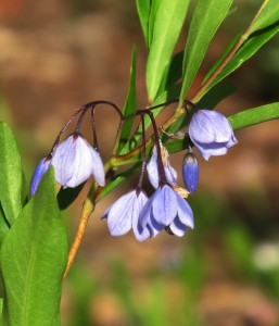 Solly heterophylla, Australian bluebells