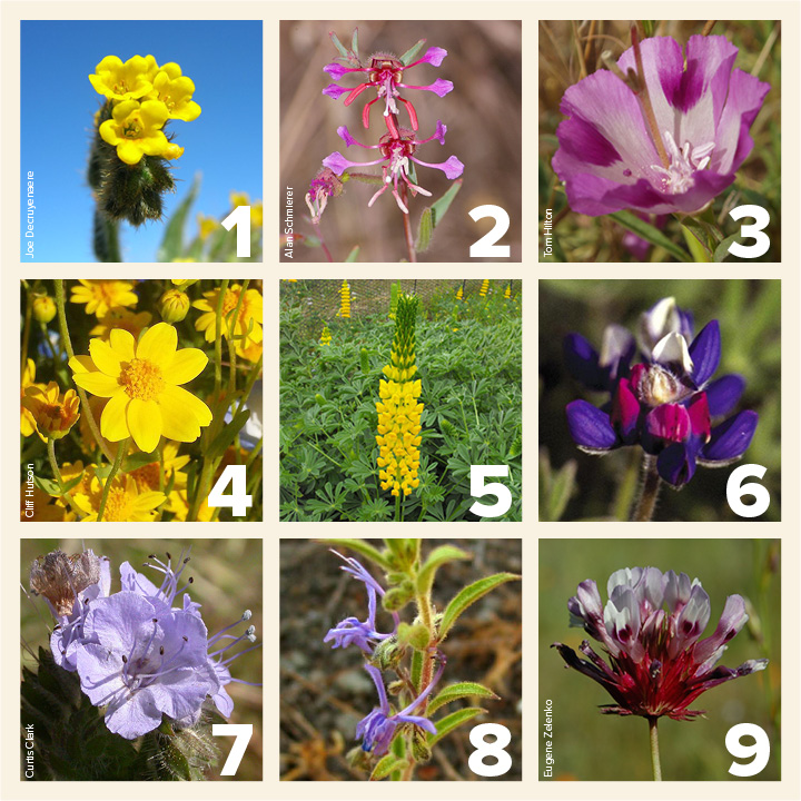 Image of blossoms from California wildflower seeds offered at upcoming fall 2019 plant sales.