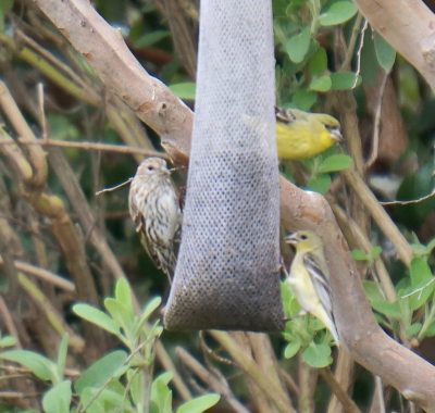 Birds on bag feeder