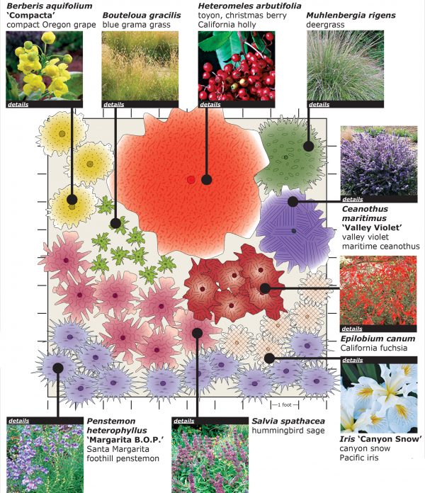 California native planting plan