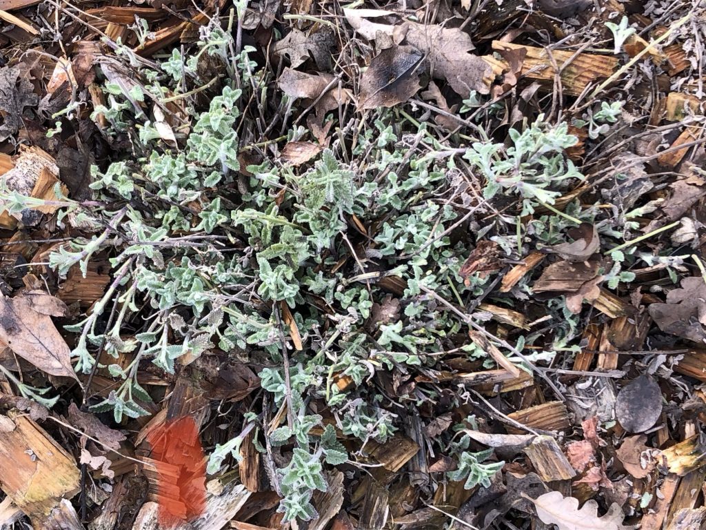 Photo of pruned catmint.