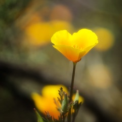 california poppy