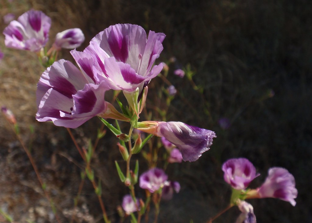 Clarkia sp