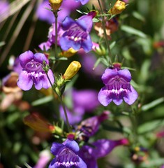 foothill penstemon