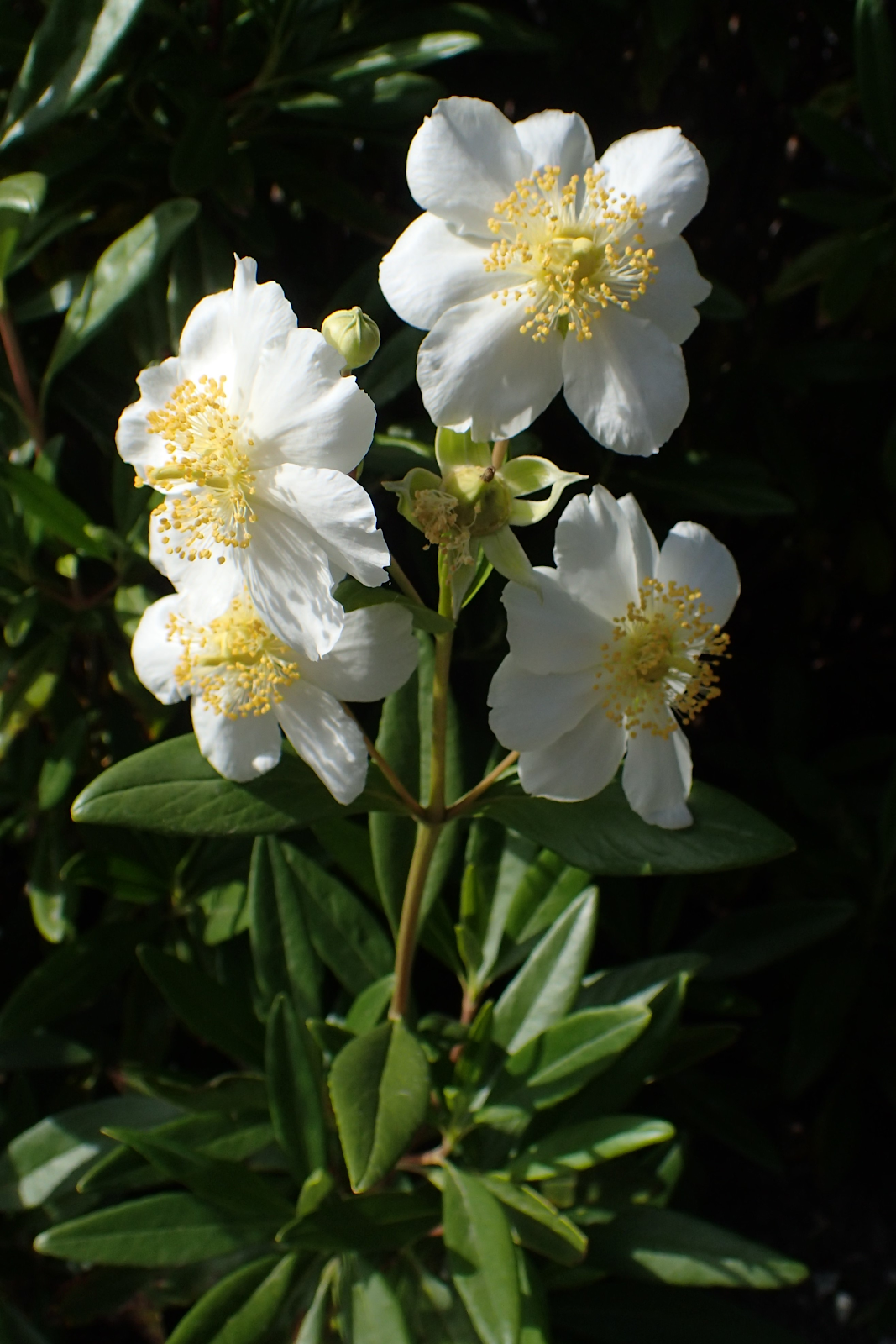 bush anemone