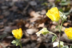 Palmer's mallow