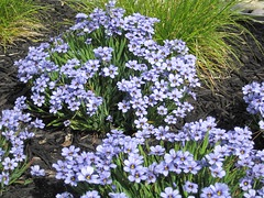 blue eyed grass