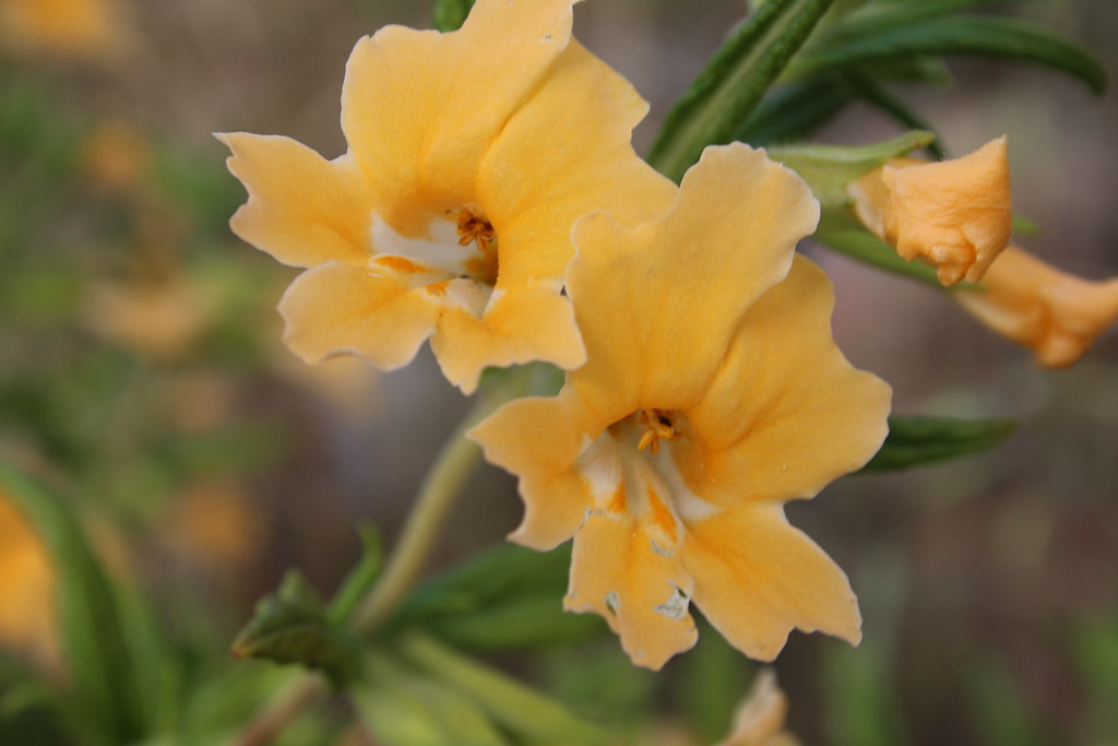 sticky monkeyflower