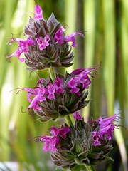 hummingbird sage