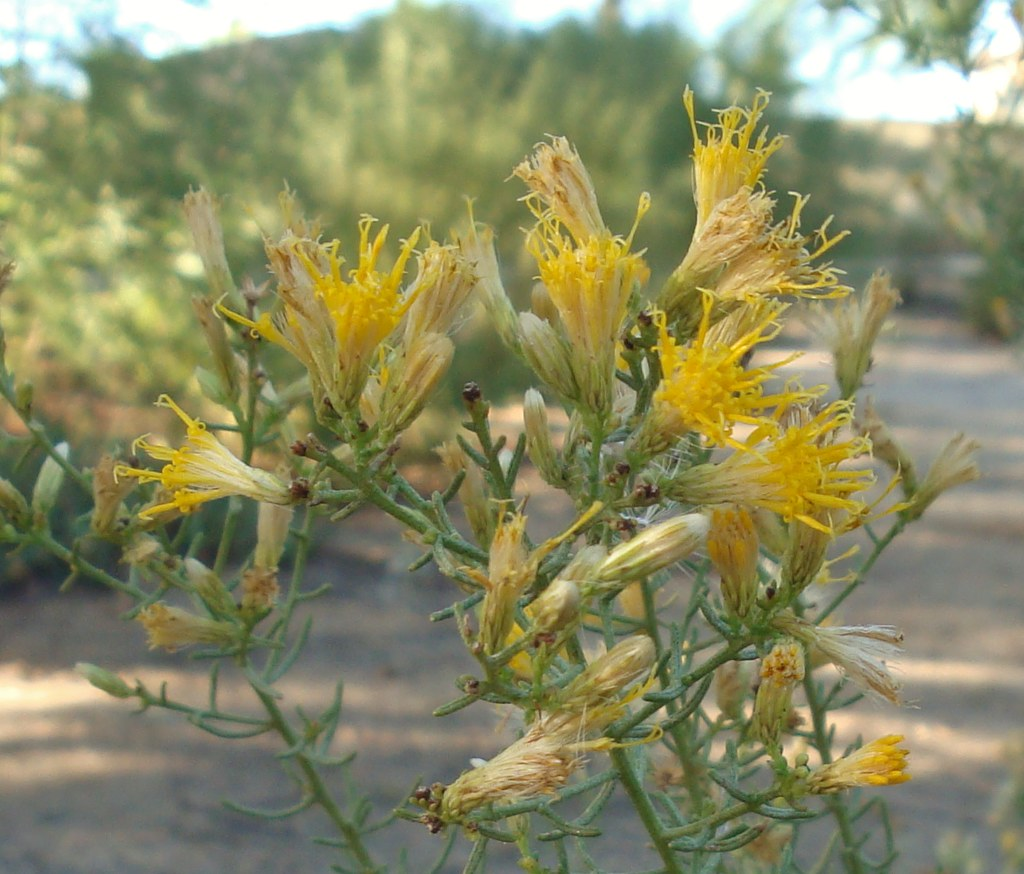 turpentine bush